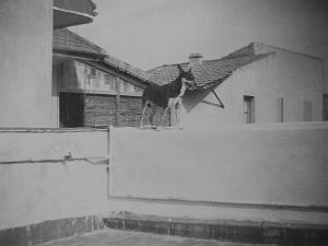 40 Diane sur la terrasse